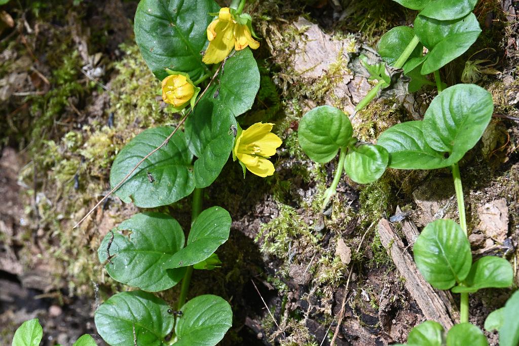 2025-06279188 Broad Meadow Brook, MA.JPG - Creeping Jenny (Lysimachia nummularia). Broad Meadow Brook Wildlife Sanctuary, MA, 6-27-2025